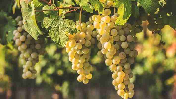 Trebbiano vino vitigno storia del Trebbiano Romagnolo Toscano e Abruzzese 711x400 1